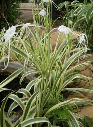 Bulb HYMENOCALLIS LITTORALOS VARIEGATA Plant + Free Phytosanitary 