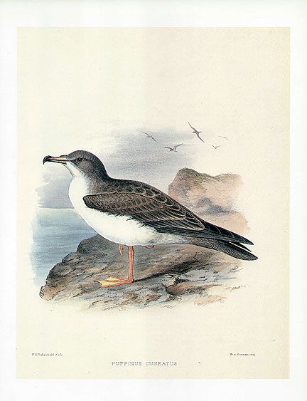 FREDERICK FROHAWK print Hawaiian Bird WEDGE TAILED SHEARWATER  