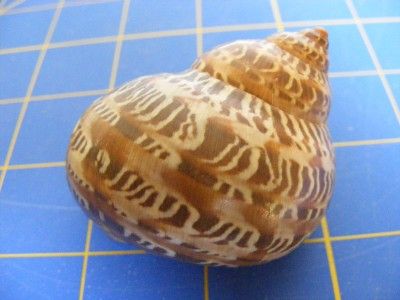 Turbo Petholatus 60 mm Sea Shell S. Pacific  