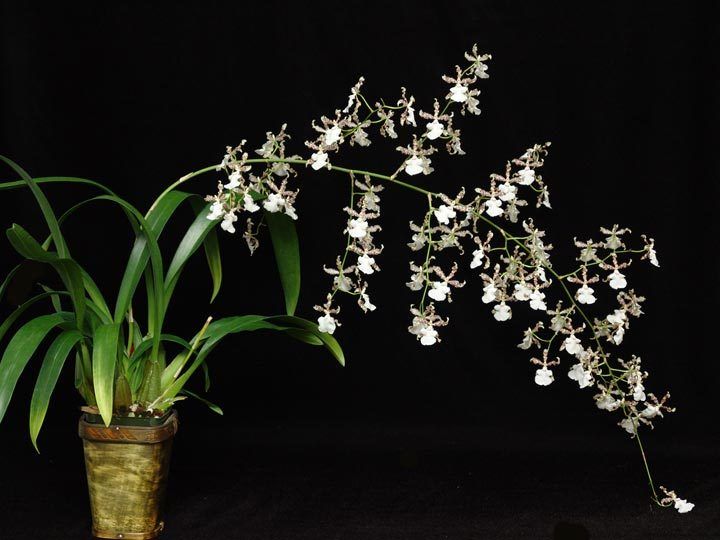 ONCIDIUM SPECKLED SPIRE WHISP BLOOMING SIZE ORCHID PLANT, SHIPPED IN 