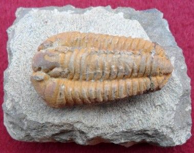 GRADE A QUALITY CALYMENELLA FOSSIL TRILOBITE. MOROCCO ALL NATURAL 