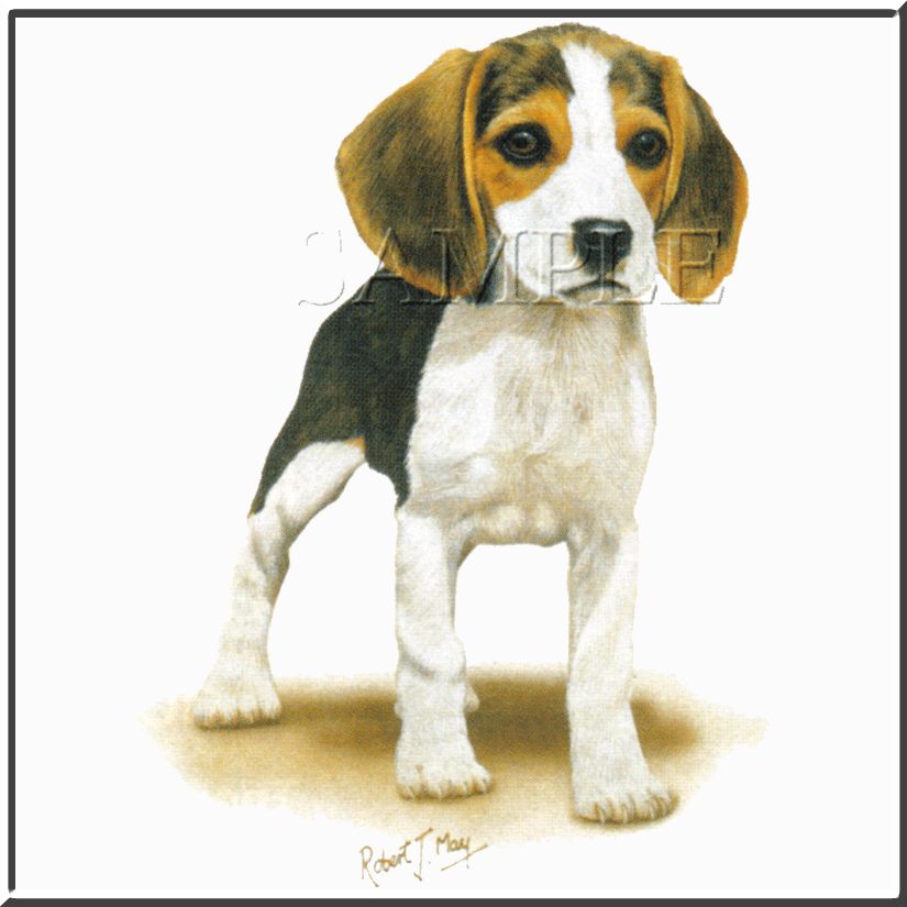 RJM Beagle Puppy Dog Breed Sweatshirts TODDLERS & KIDS  