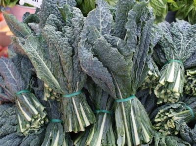 Black (Elephant) Kale Seeds  200+ 2012 Seeds $1.69 Max. Shipping per 