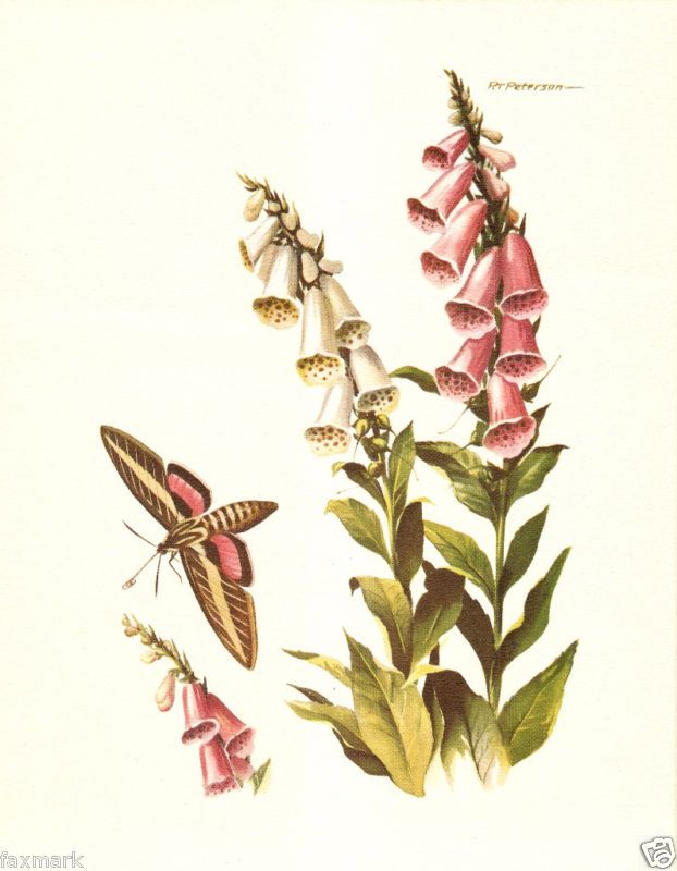 Sphinx Moth and Foxglove print by R.T. Peterson 1951  