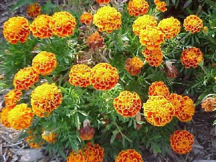 16  POUND MARIGOLD SPARKY 6,250 FLOWER SEEDS BULK  