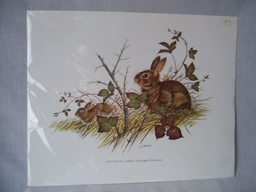 PRINT by J. Lockhart COTTONTAIL RABBIT  