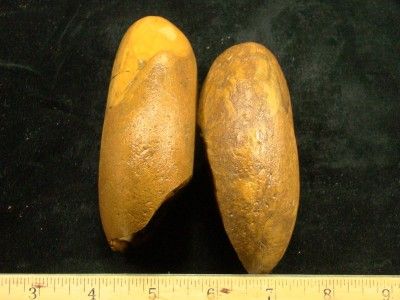 Royal Sahara Jasper Rough SLABBERS X 2   BREATH TAKING Rough   Direct 