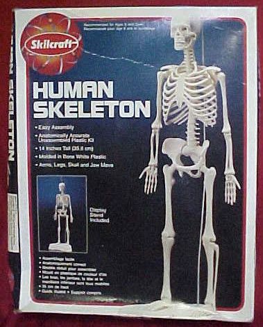 1994 Skilcraft Human Skeleton Model Kit w/Display Stand  