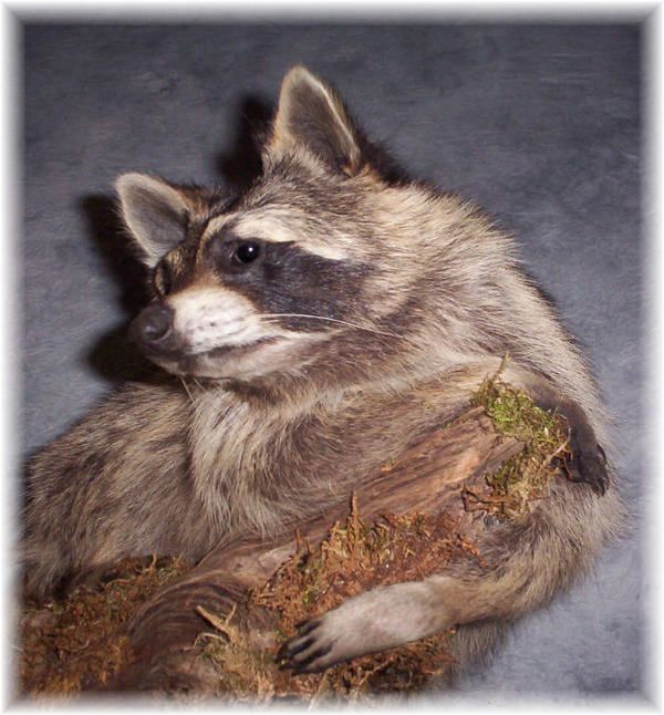 BEAUTIFUL RACCOON TAXIDERMY MOUNT WILDLIFE ART  