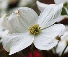 NEW*EXOTIC* WHITE DOGWOOD TREE* 10 SEEDS*RARE* #1193**  