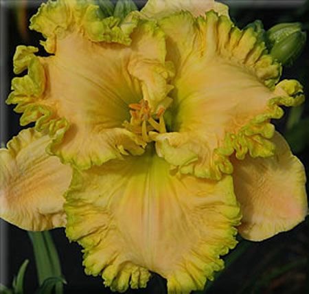 HOLY GUACAMOLE   DF   B10B   Salter 2006   DAYLILY  