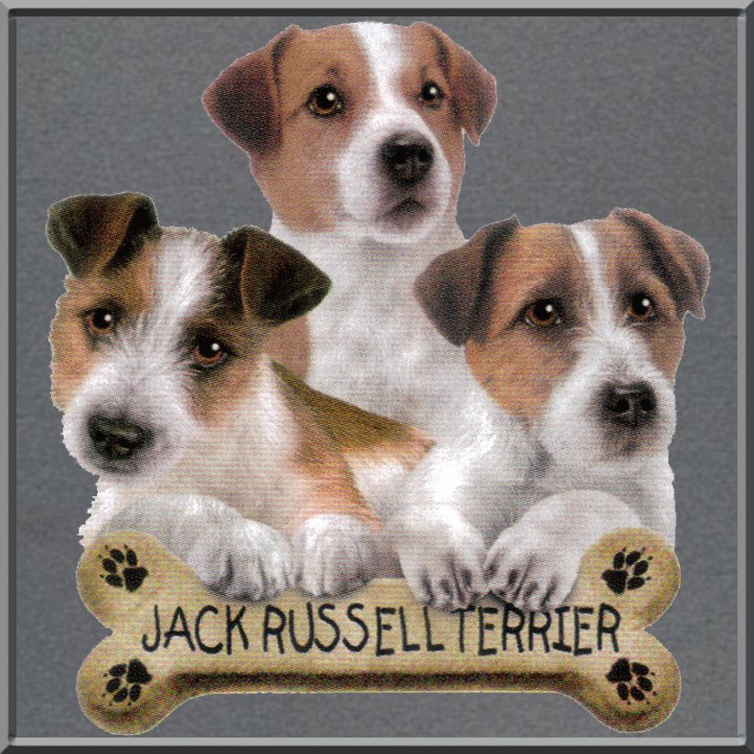 Jack Russell Terrier Puppies Bone SWEATSHIRT S 2X,3X,4X  