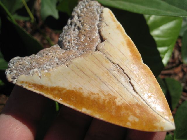 PACIFIC Ocean Megalodon Shark Tooth Fossil Teeth  