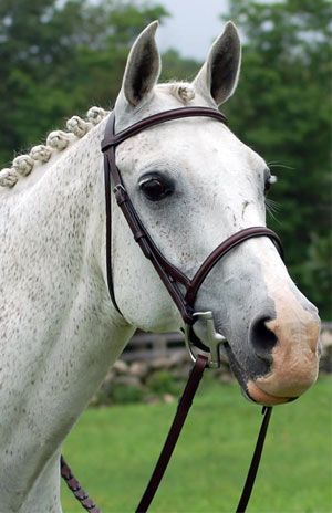 NWT Red Barn by KL Select 0ver Size Waterford Bridle with Laced Reins 