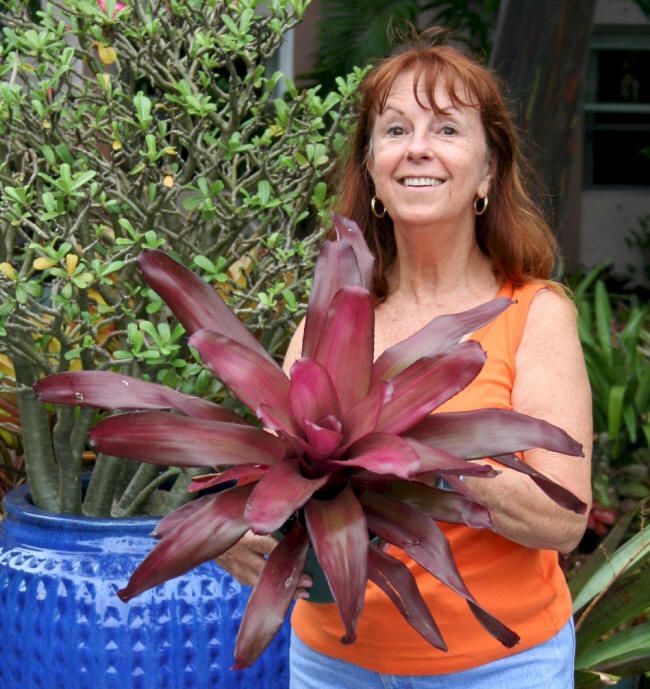 BROMELIADS_ Neoregelia PURPLE STAR Colorful  