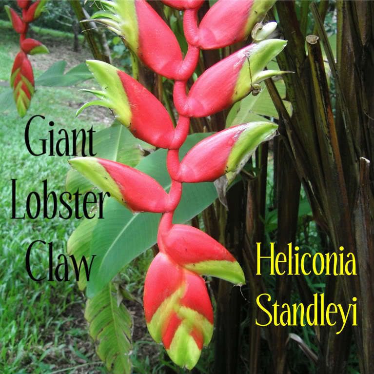   Heliconia Standleyi EXOTIC Giant Lobster Claw Spectacular HUGE Flower