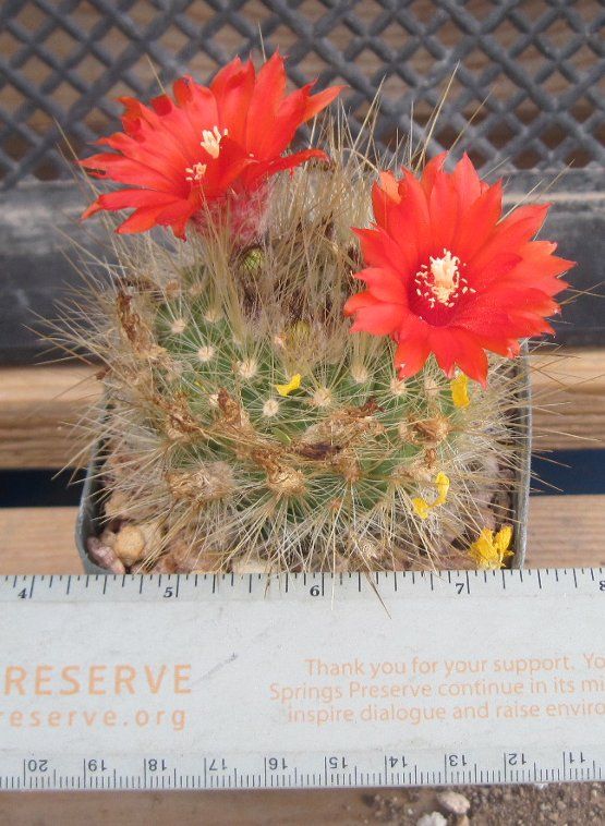 Parodia penicillata has many fuzzy light yellow spines on a ball 