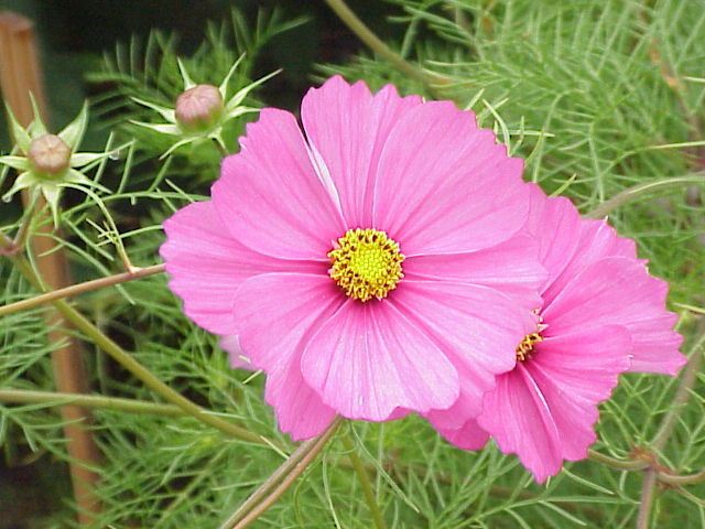 300 DWARF PINK COSMOS Bipinnatus Flower Seeds *Comb S/H  