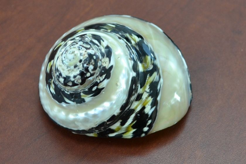 GREEN BURGUS TURBO BANDED SEA SHELL DECOR 3 3/4 #7067  